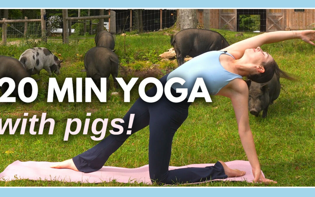 20 min Intermediate Yoga Flow – Yoga with Pigs Fundraiser